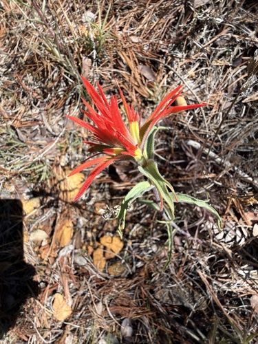 Castilleja pruinosa, photograph 3