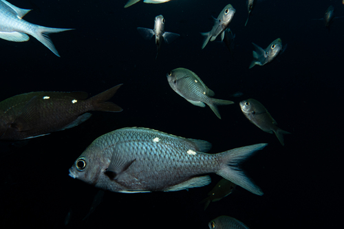 Chromis dispila
