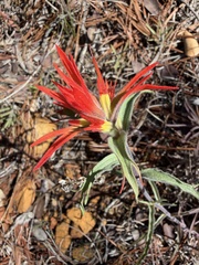(c) Dee Shea Himes, some rights reserved (CC BY) Castilleja pruinosa, photograph (c) Dee Shea Himes, some rights reserved (CC BY)