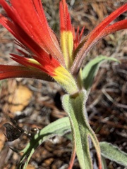 (c) Dee Shea Himes, some rights reserved (CC BY) Castilleja pruinosa, photograph (c) Dee Shea Himes, some rights reserved (CC BY)