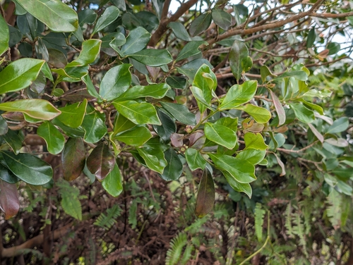 Strawberry Guava (Psidium cattleyanum)