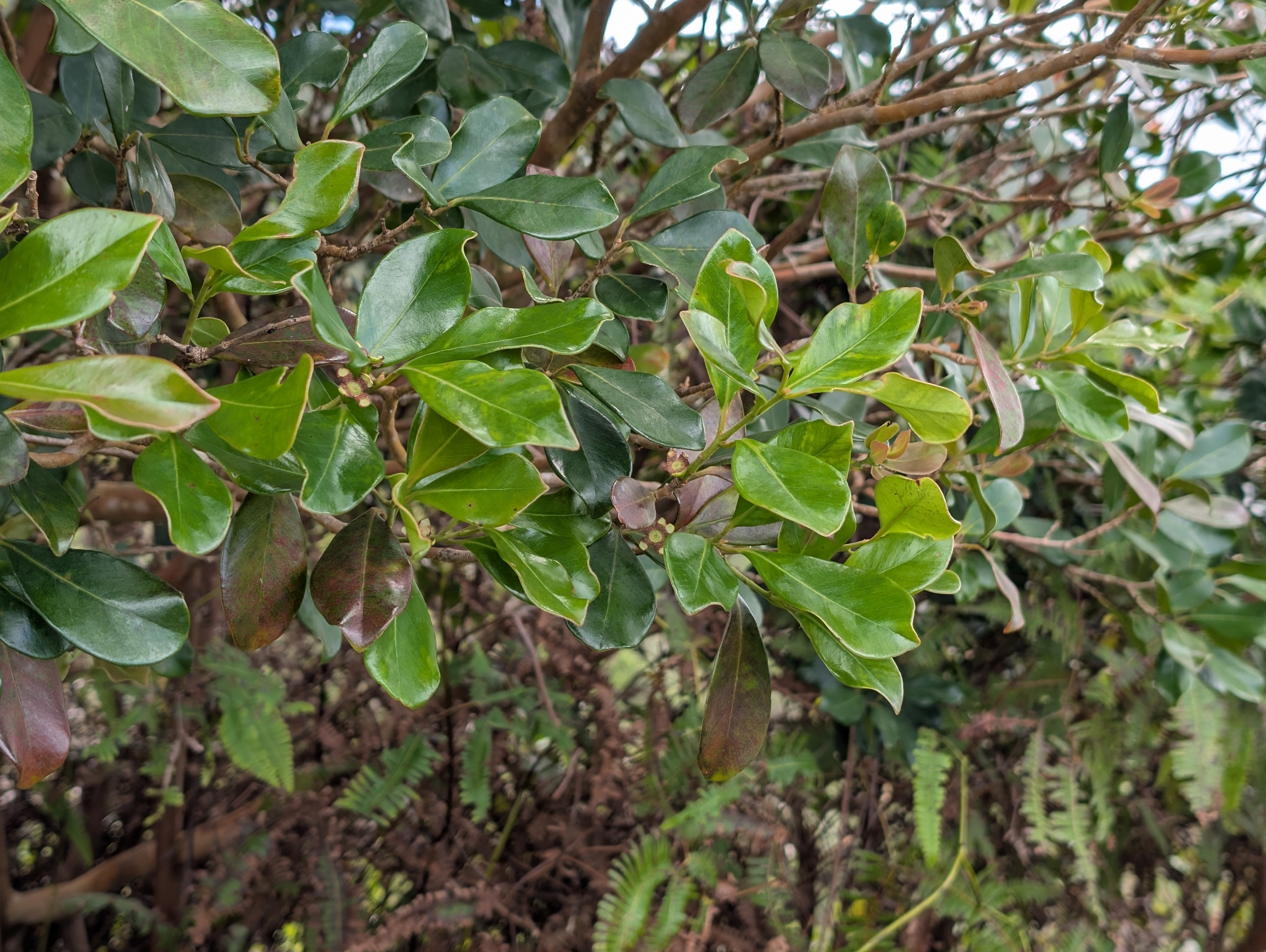 Strawberry Guava (Psidium cattleyanum)