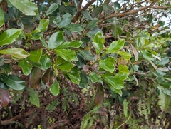 Goyavier Fraise (Psidium cattleyanum)