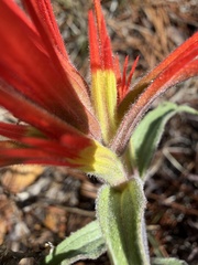 Castilleja pruinosa, photograph (c) Dee Shea Himes, some rights reserved (CC BY)