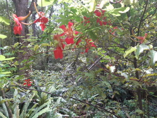 Tropaeolum speciosum, photograph 5