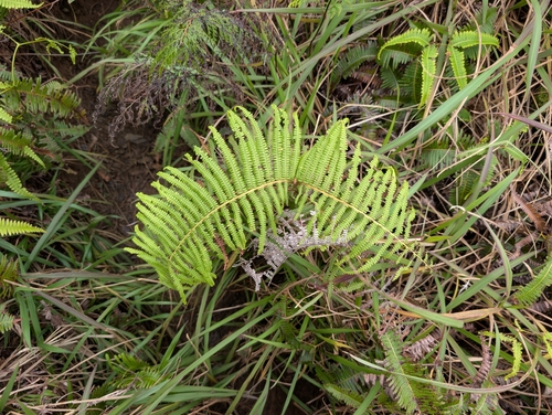 uluhe lau nui (Diplopterygium pinnatum)