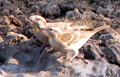 Gymnoris superciliaris