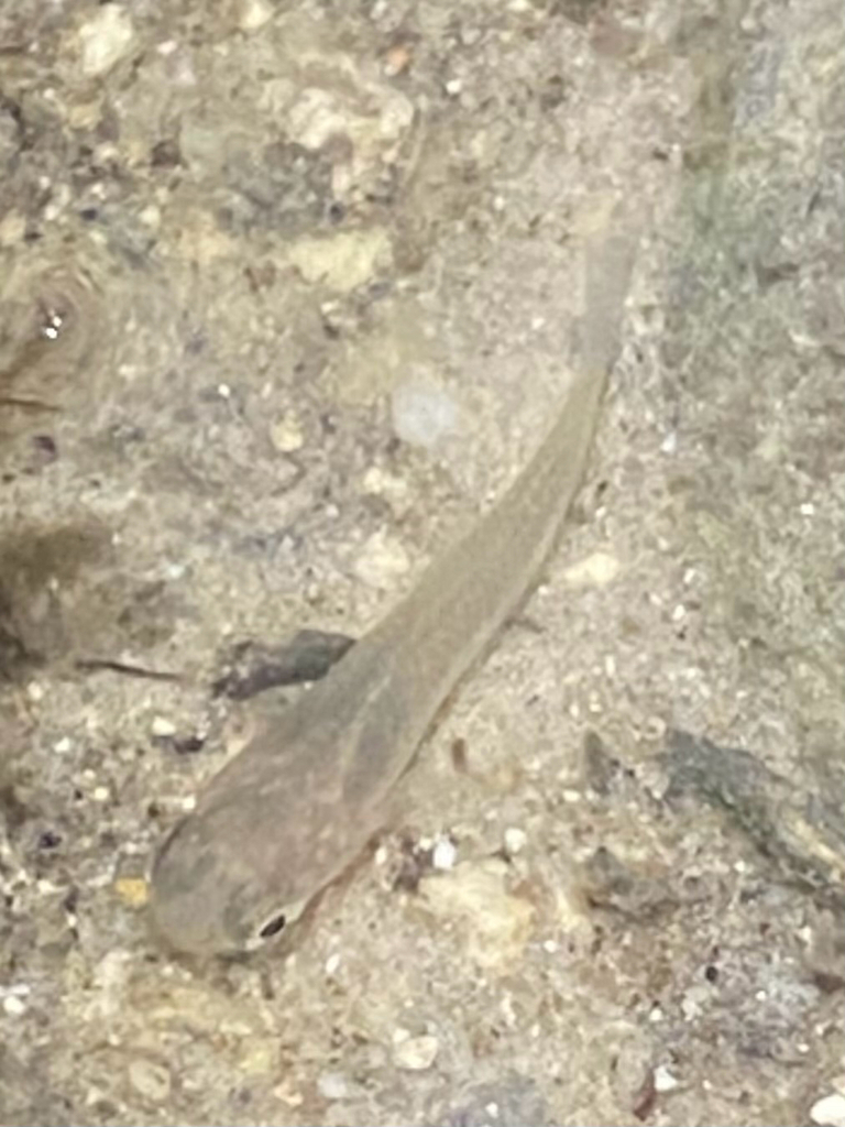 Stripped gambusia (Gambusia sexradiata) — Poeciliidae