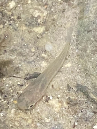 Stripped gambusia (Gambusia sexradiata) — Poeciliidae