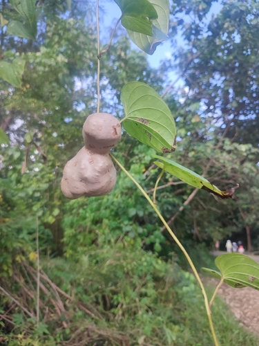 Air Yam (Dioscorea bulbifera)