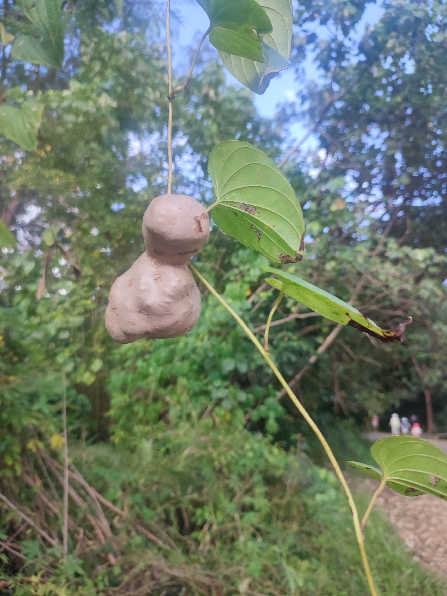 Air Yam (Dioscorea bulbifera)