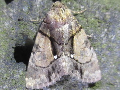 Chytonix albonotata