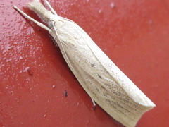 Flavocrambus