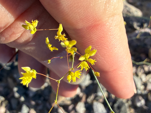 Reveal's Buckwheat (Eriogonum contiguum)