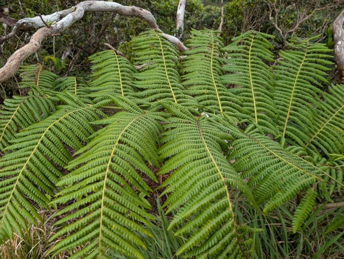Cibotium chamissoi, photograph 2