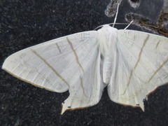 Ourapteryx nivea