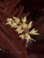 Eubranchus