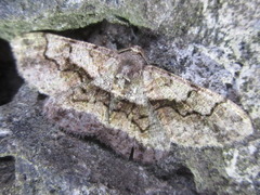 Satoblephara parvularia