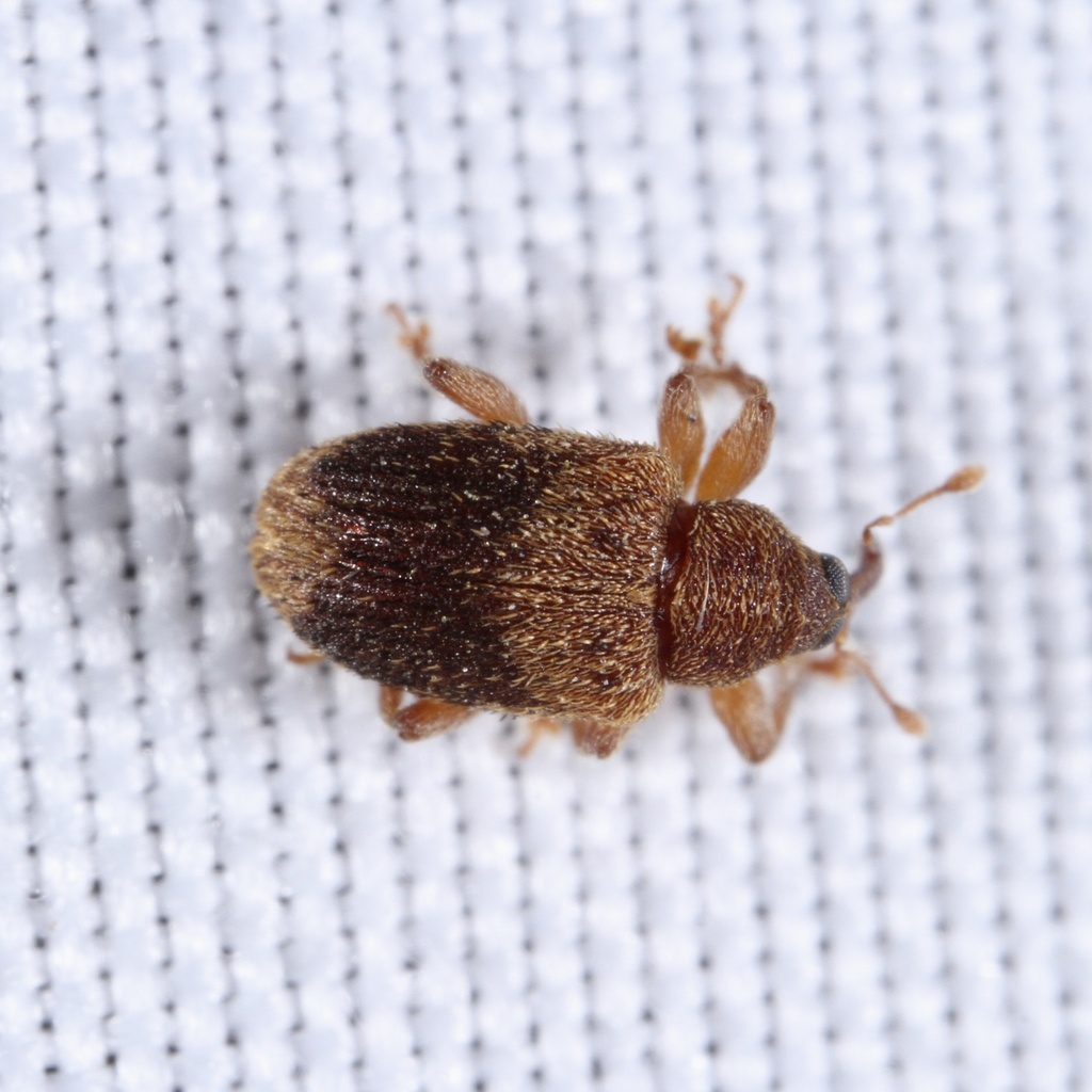 Lignyodes fraxini