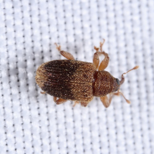 Lignyodes fraxini