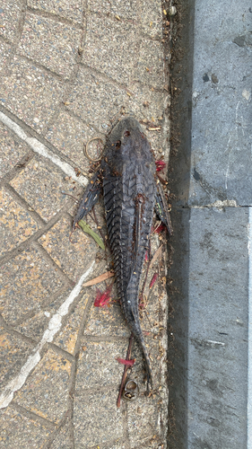 Sailfin Catfishes