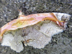 Lophoruza pulcherrima