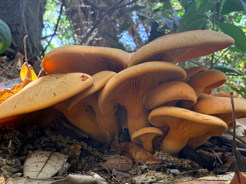 Omphalotus subilludens · April 2026 · photo: © melissameadows (iNaturalist, cc-by)