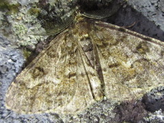Parectropis nigrosparsa
