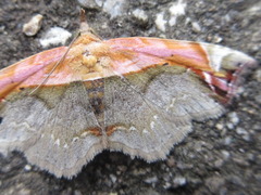 Lophoruza pulcherrima