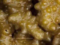 Colpomenia tuberculata