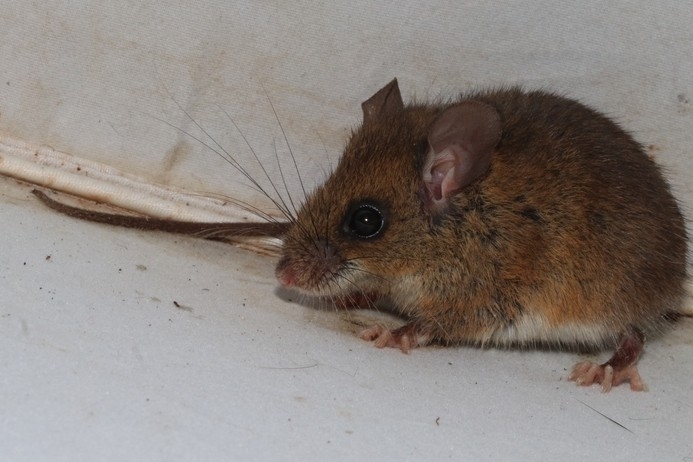 Small-toothed Harvest Mouse