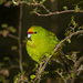 Yellow-fronted Parakeet - Photo (c) Tim Williams, some rights reserved (CC BY-NC-SA)