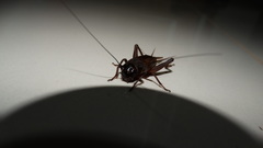 Gryllidae