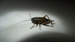 Gryllidae