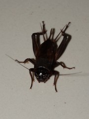 Gryllidae