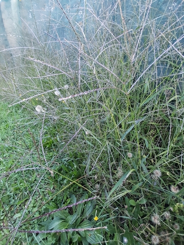 Hairy Crabgrass (Digitaria sanguinalis)