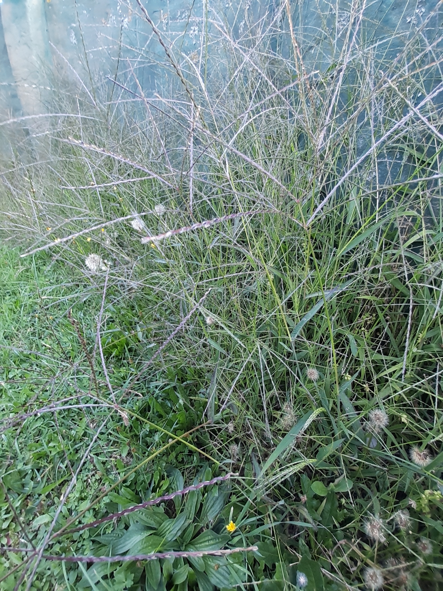 Hairy Crabgrass (Digitaria sanguinalis)