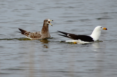 Larus atlanticus
