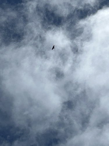 Buteo solitarius observed 2026-04-01