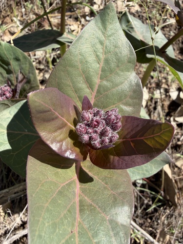 heart-leaf milkweed (Asclepias cordifolia)