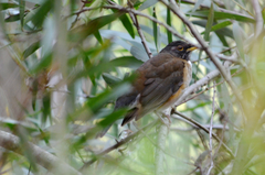 Turdus albicollis