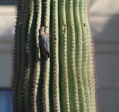 Melanerpes uropygialis