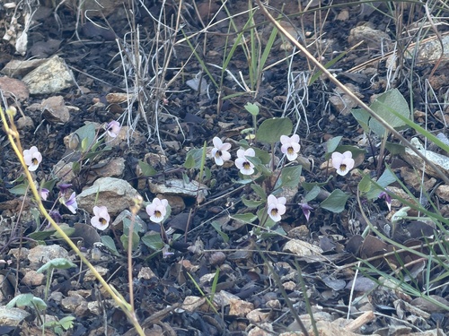 northern two-eyed violet (Viola cuneata)