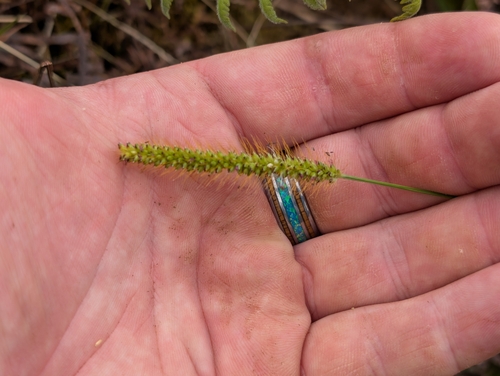 knotroot bristlegrass (Setaria parviflora)