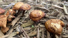 Gymnopilus luteofolius