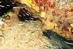 Trachinops noarlungae