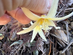 Erythronium citrinum