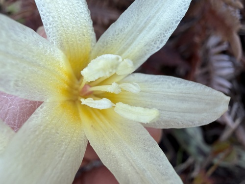 Erythronium citrinum, photograph 1
