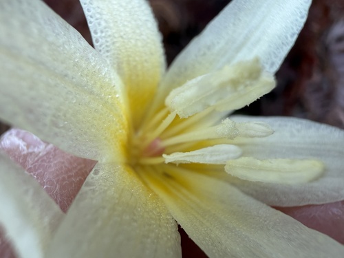 Erythronium citrinum, photograph 2