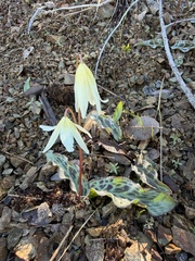Erythronium citrinum, photograph (c) Dee Shea Himes, some rights reserved (CC BY)